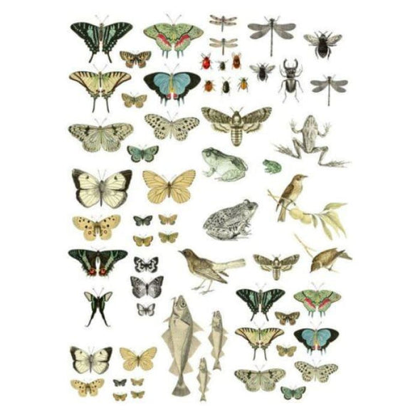 New! Entomology Etcetera (24 x 33) | TRANSFERS | $36.00
